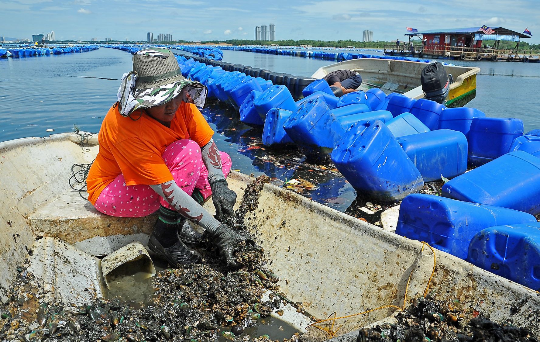 Pusat Ternakan Kupang Bakau